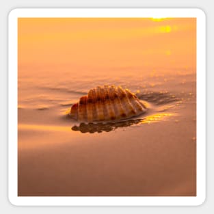 Cute Seashell on a sandy beach Sticker